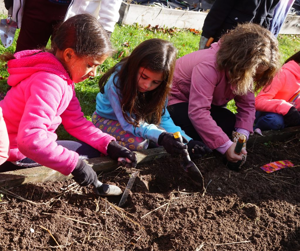 three students are planting cloves in an outdoor garden 