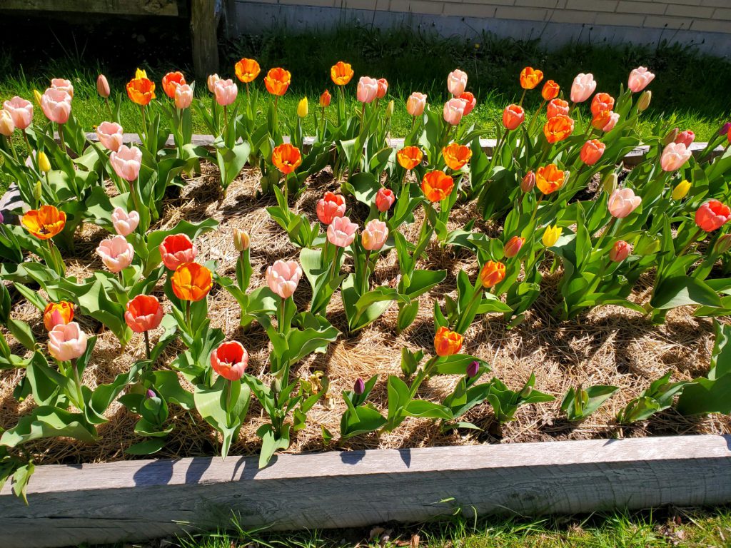 A raised garden bed filled with orange, pink and yellow tulips.