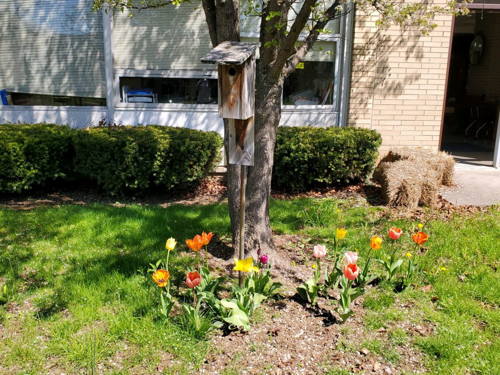 A tree surrounded by orange and yellow tulips.