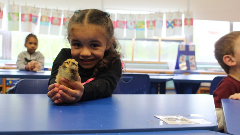 a young girl holds a chick