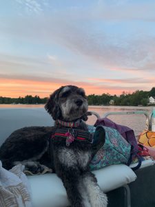 a dog is on a boat in a lake with a sunset