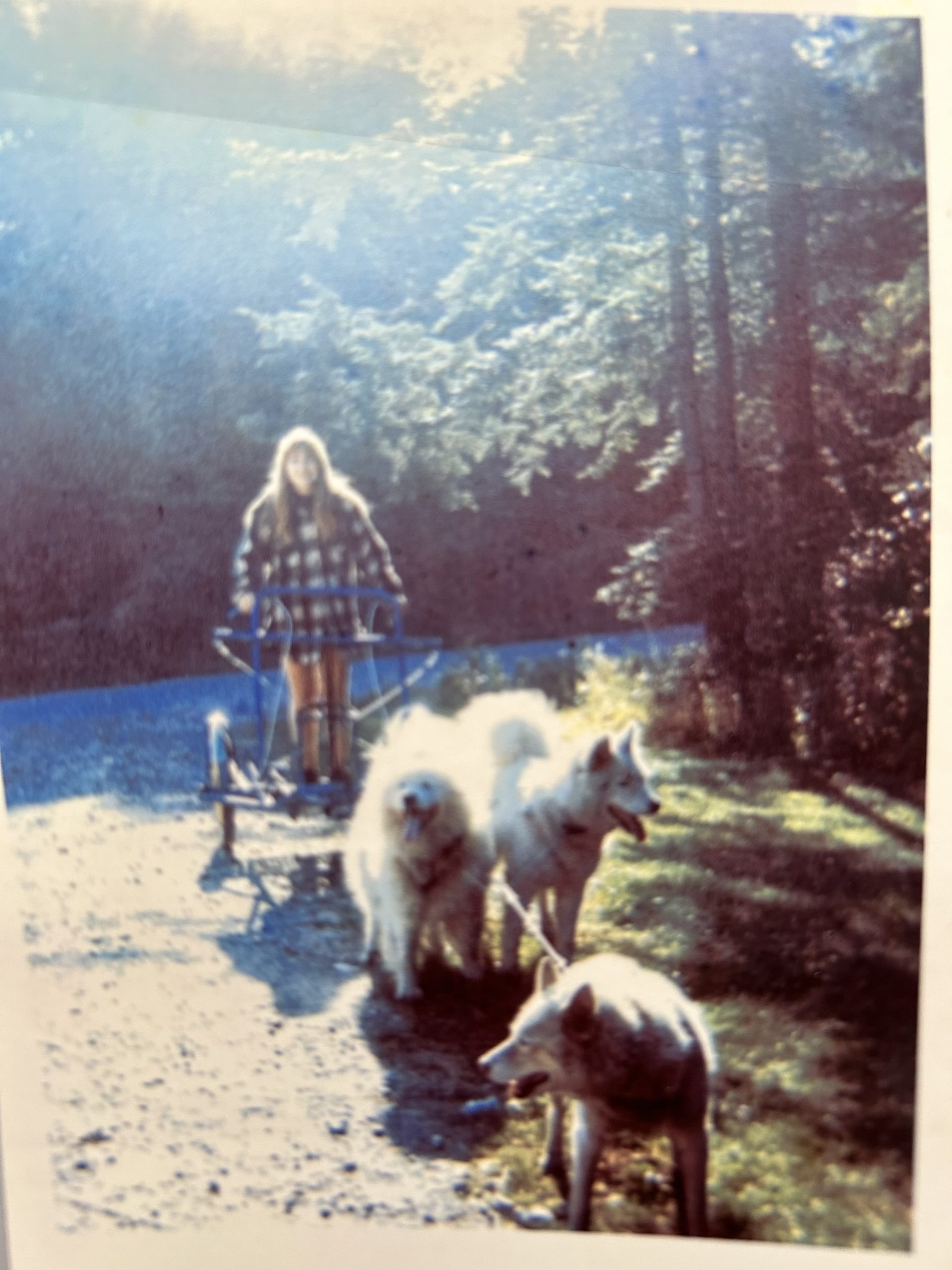 childhood photo of ms. masters leading dog team on sled