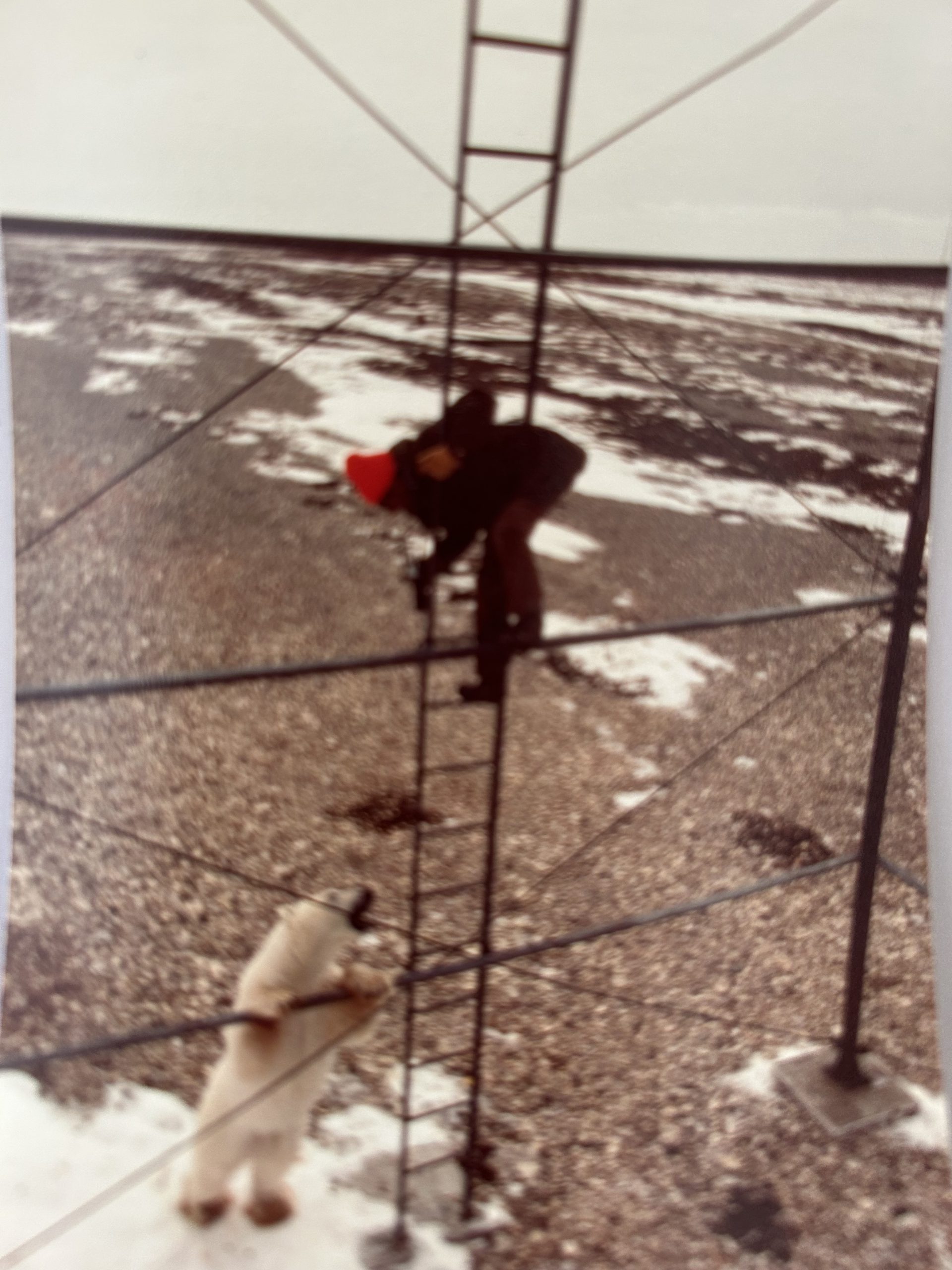 childhood photo of ms. master's stepfather high up on a structure looking down at a polar bear
